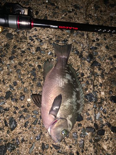 クロメジナの釣果