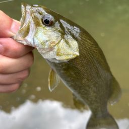 スモールマウスバス