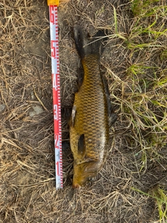 コイの釣果