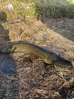 ナマズの釣果