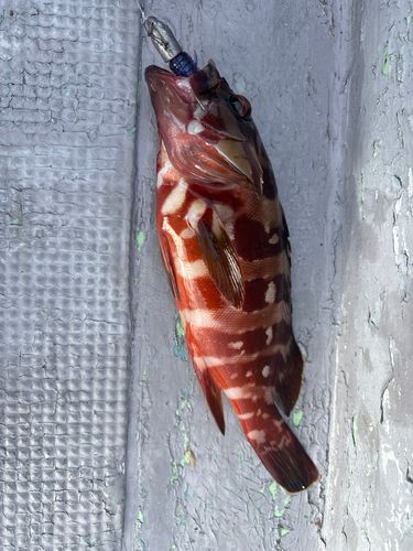 キジハタの釣果