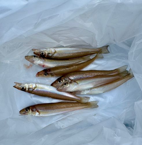 キスの釣果