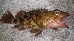 カサゴの釣果