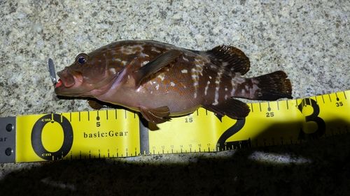 キジハタの釣果