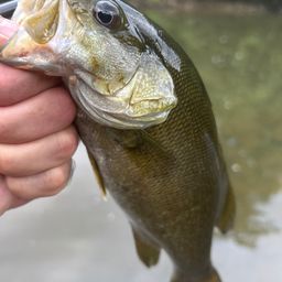 スモールマウスバス