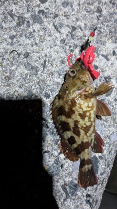カサゴの釣果