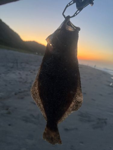ソゲの釣果