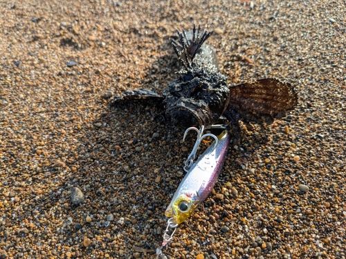 オニオコゼの釣果