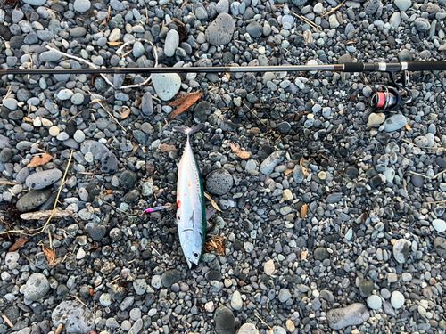 マルソウダの釣果