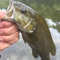 スモールマウスバス