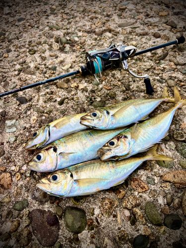 アジの釣果