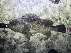 クロソイの釣果
