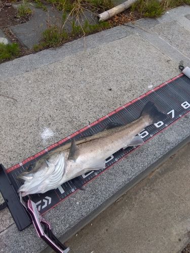 シーバスの釣果