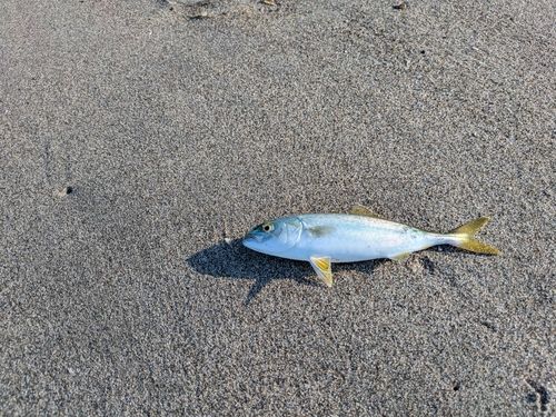 ワカシの釣果