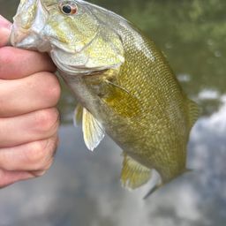 スモールマウスバス