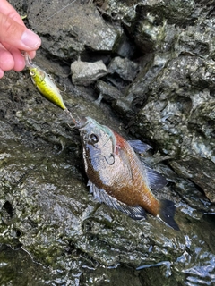 ブルーギルの釣果