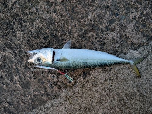 サバの釣果