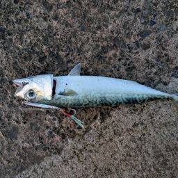 サバ