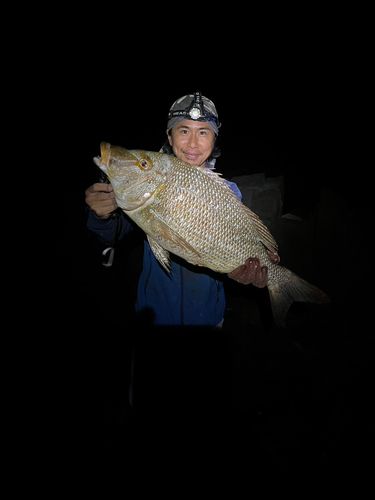 ハマフエフキの釣果
