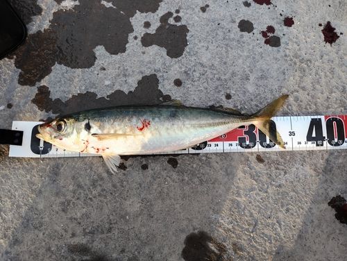 マルアジの釣果