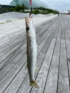 カマスの釣果