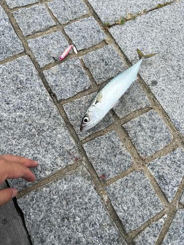 サバの釣果