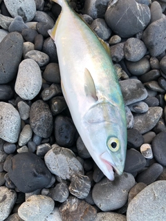 ワカシの釣果
