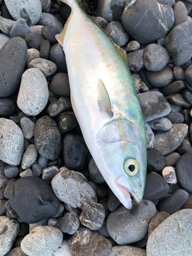 ワカシの釣果