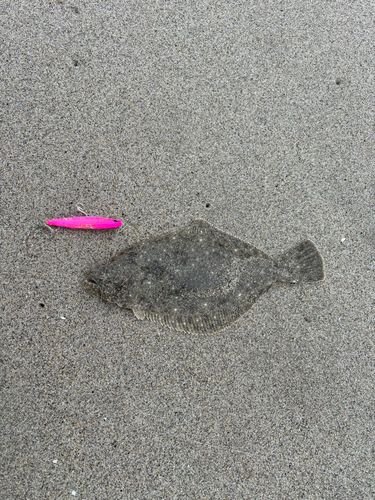 ソゲの釣果