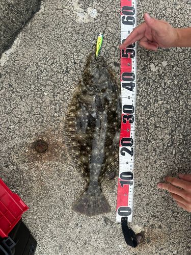 ヒラメの釣果