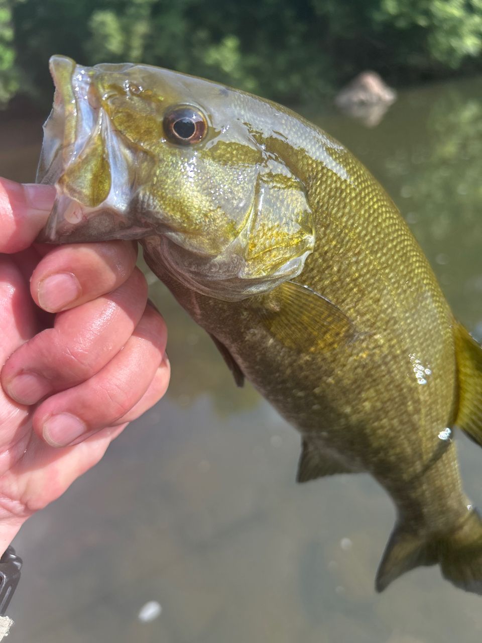 スモールマウスバス