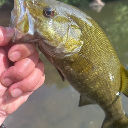 スモールマウスバス