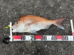 マダイの釣果