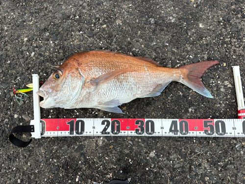 マダイの釣果