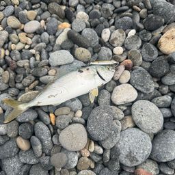 コゾクラ