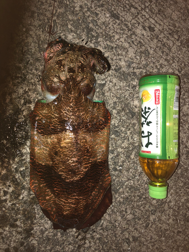 コウイカの釣果