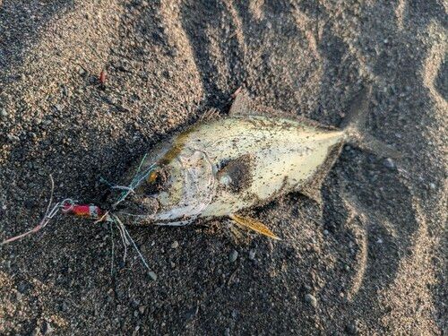ショゴの釣果