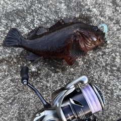 ムラソイの釣果