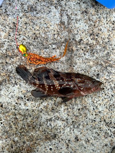 キジハタの釣果