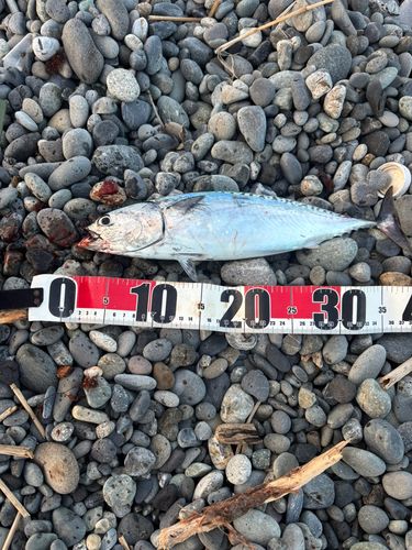 ソウダガツオの釣果