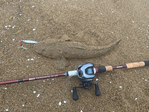 マゴチの釣果