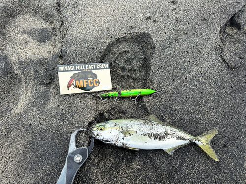 ショゴの釣果