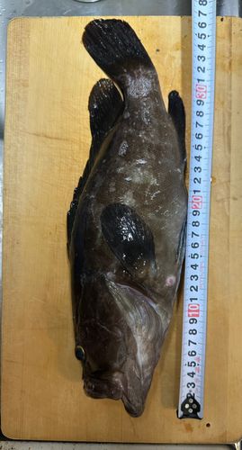 クエの釣果