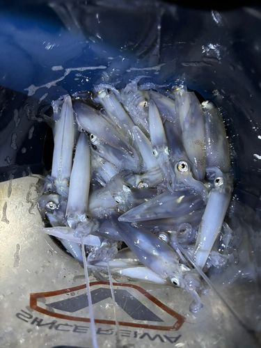ヒイカの釣果