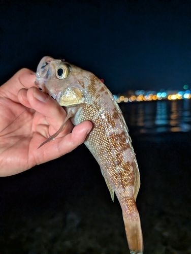 エゾメバルの釣果