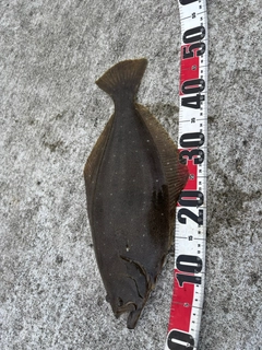 ヒラメの釣果