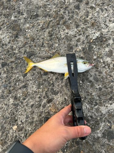 ツバスの釣果