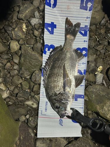 チヌの釣果