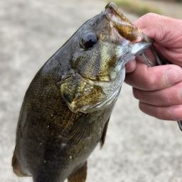 スモールマウスバス