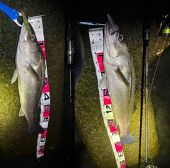 シーバスの釣果